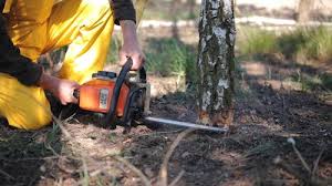 How Our Tree Care Process Works  in  Dash Point, WA