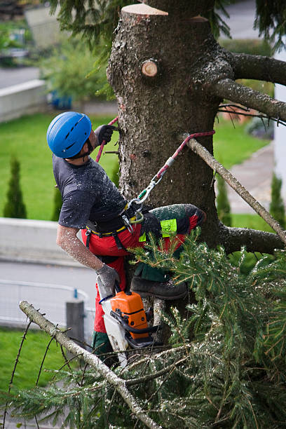 Mulching Services in Dash Point, WA